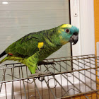 Loro verde