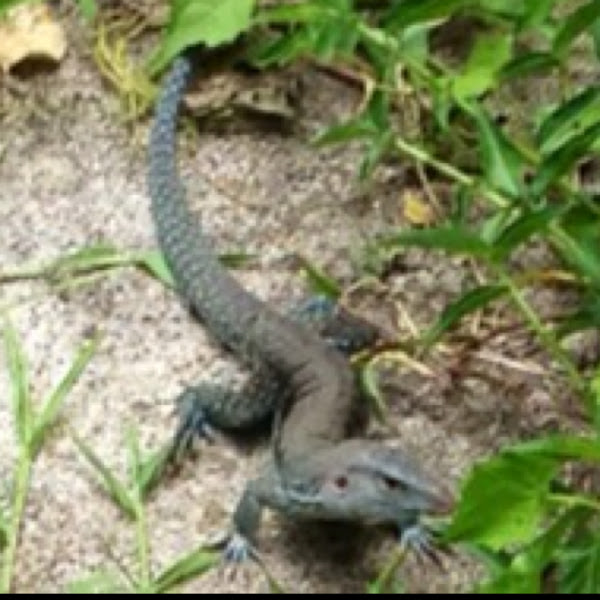 Puerto Rican Ground Lizard. Project Noah