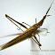 Slant-faced Grasshopper