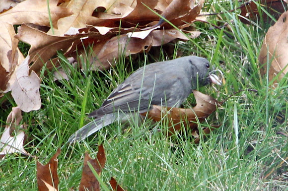 Spotting Image 1