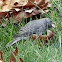 Dark-eyed Junco