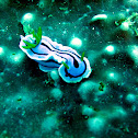 Chromodoris lochi