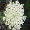 Queen Anne's Lace