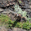 California Ground Squirrel