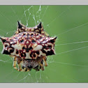 Spinybacked Orbweaver Spider