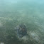 Tridacna sp.