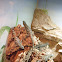 Baja Blue Rock Lizard