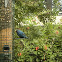 Indigo Bunting