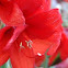 Hippeastrum