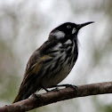 New Holland Honeyeater