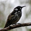 New Holland Honeyeater