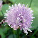 Wild Chives