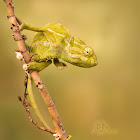 Common Chameleon