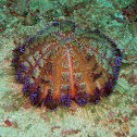 Variable Fire Urchin