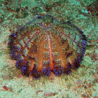 Variable Fire Urchin