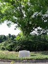 Cemetery Tree Memorial Belmont 