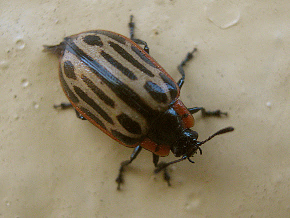 Spotting Image 1