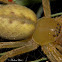 Badge Spider
