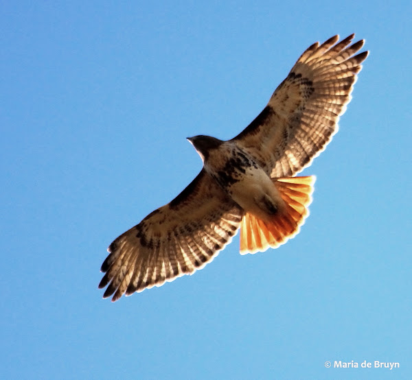 Red-tailed hawk | Project Noah
