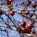 Crab Apple