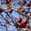 Crab Apple
