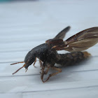 Platypus Rove Beetle