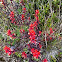 Castilleja irasuensis