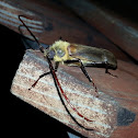 Longhorn Beetle