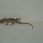 Mediterranean House Gecko