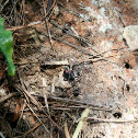 Black Widow Spider