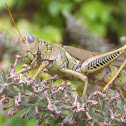 Differential Grasshopper