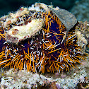 Collector Urchin