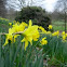 Narciso. Daffodil