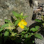 Peruvian primrose