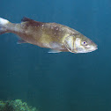 Lubina,Róbalo o Sabalo (es) Robaliza (ga)