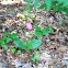 Lady Slipper