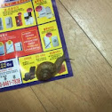 snail