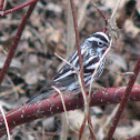 Black-and-white Warbler