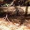 south-eastern 5 lined skink