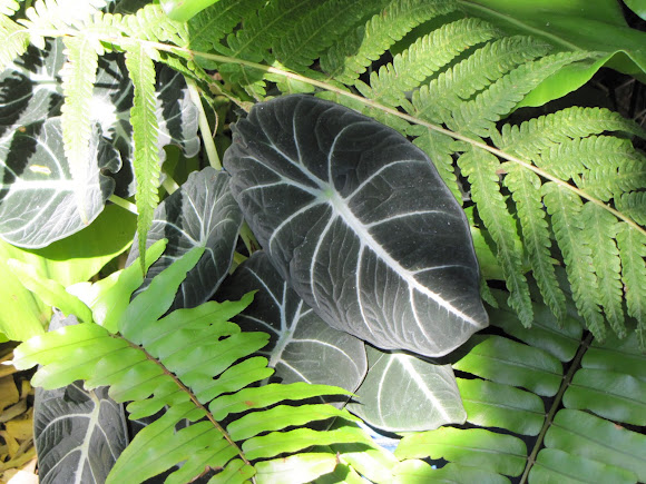 Spotting Image 1