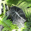 Zebra plant