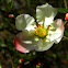 Chaenomeles Speciosa