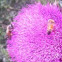 Western honey bees