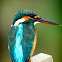 Common Kingfisher