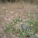 Sky Blue Lupine