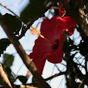 Hibiscus