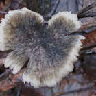 lentinus tigrinus