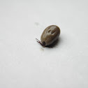 Deer tick