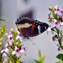 Great Eggfly