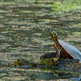 Midwest Reptile Study